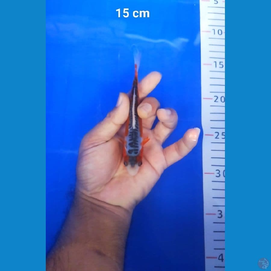 shusui sq 16cm