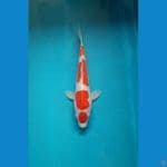 kohaku doitsu sq 22cm