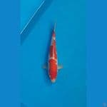 KOHAKU SQ 25cm