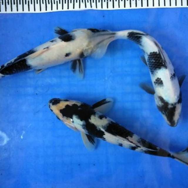 Hitam putih 25-28cm