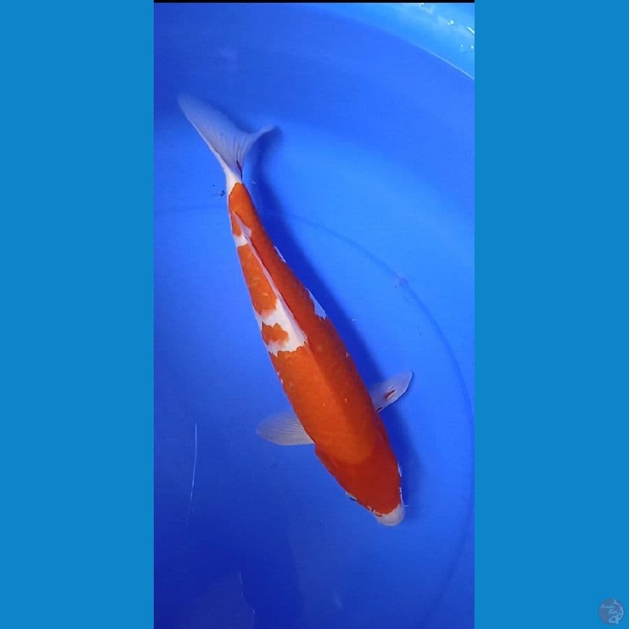kuhaku merah size : 37 cm 