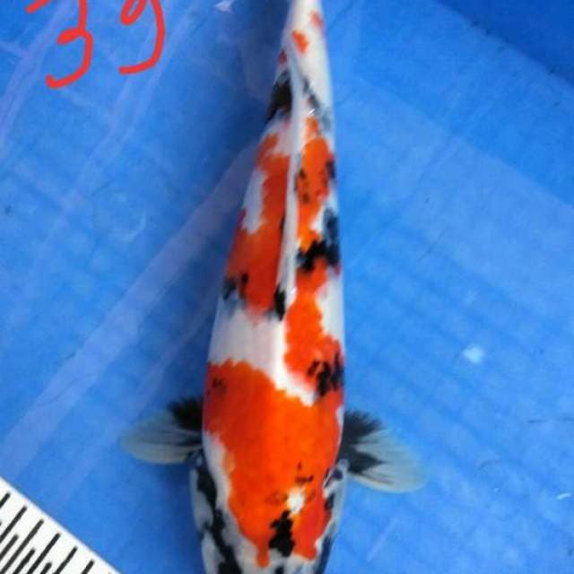Sowa jantan 39 cm