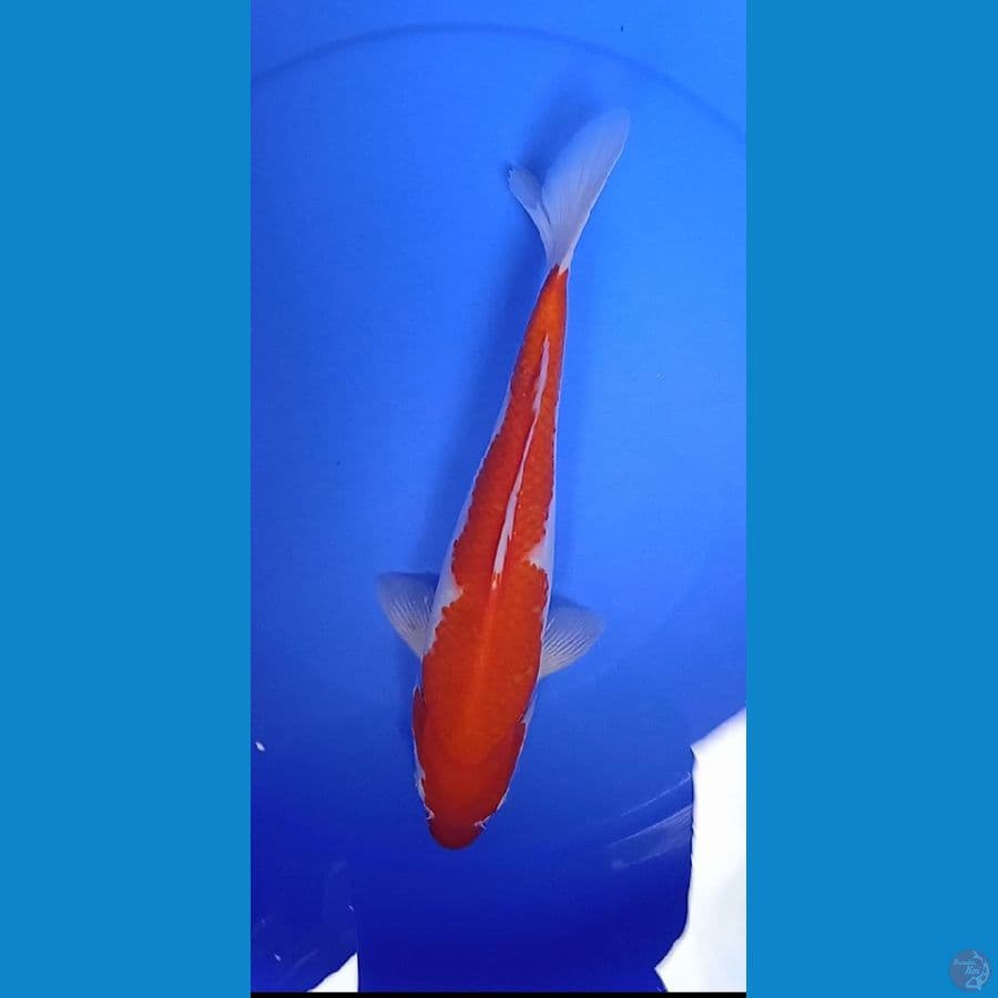 kuhaku merah size : 35 cm 