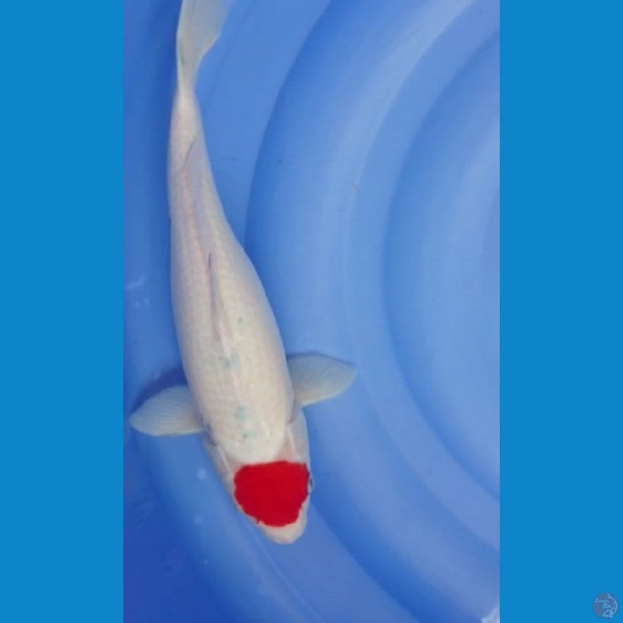 Tancho sanke 40cm