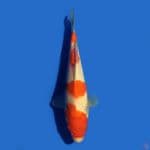 Kohaku 22 cm