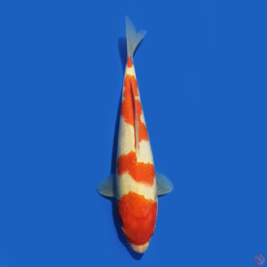 Kohaku 21 cm