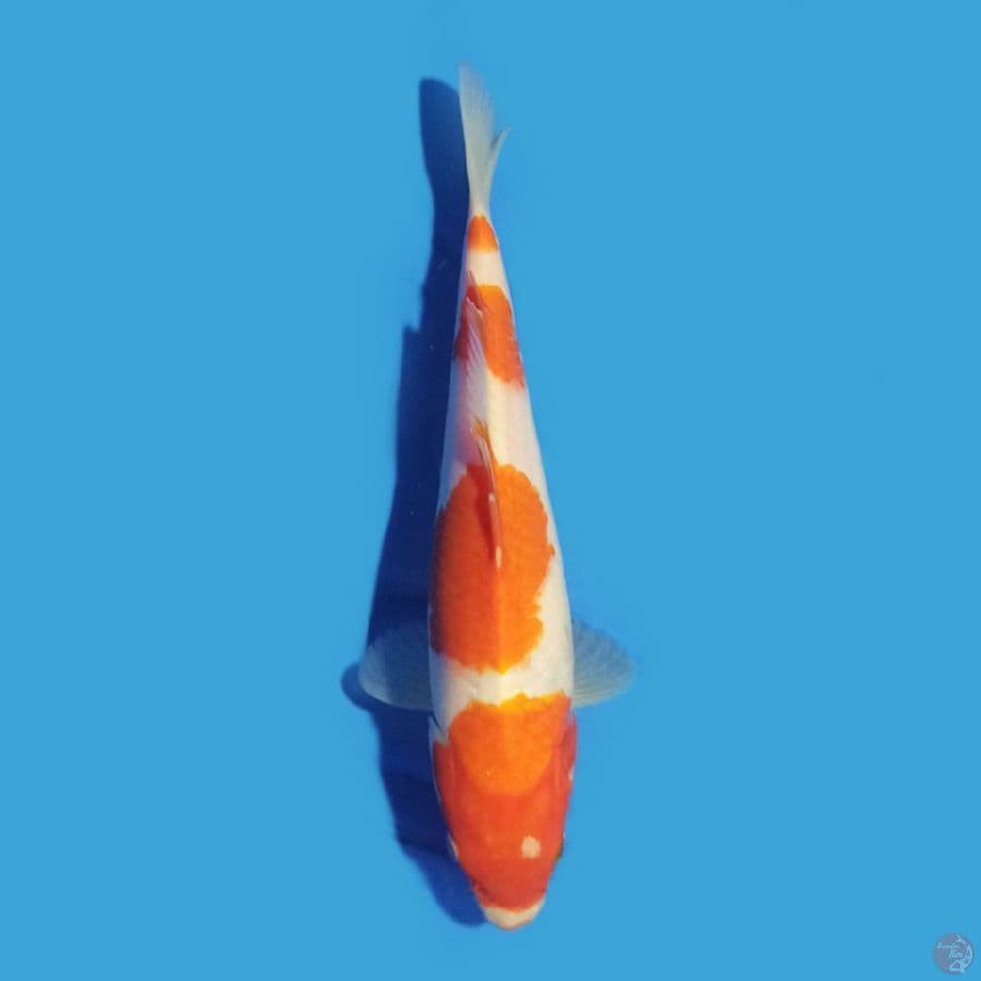Kohaku 23 cm