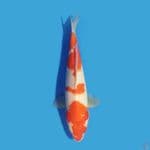 Kohaku 23 cm