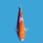 Kohaku 21 cm