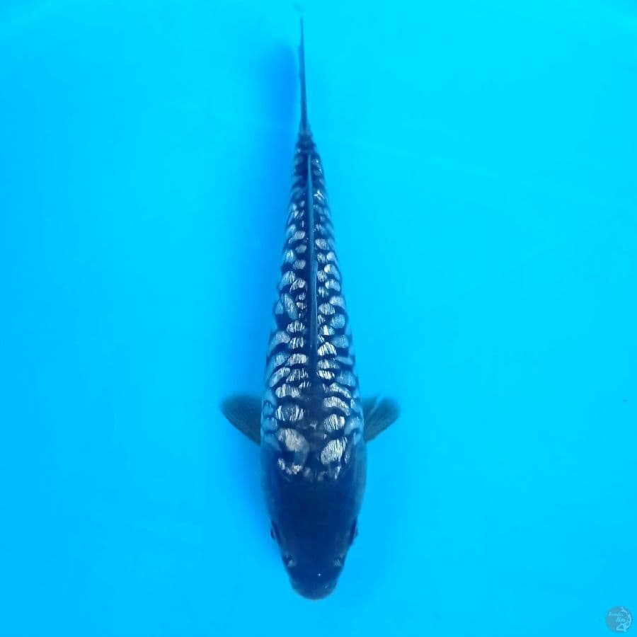 aragoke ginrin, 20 cm