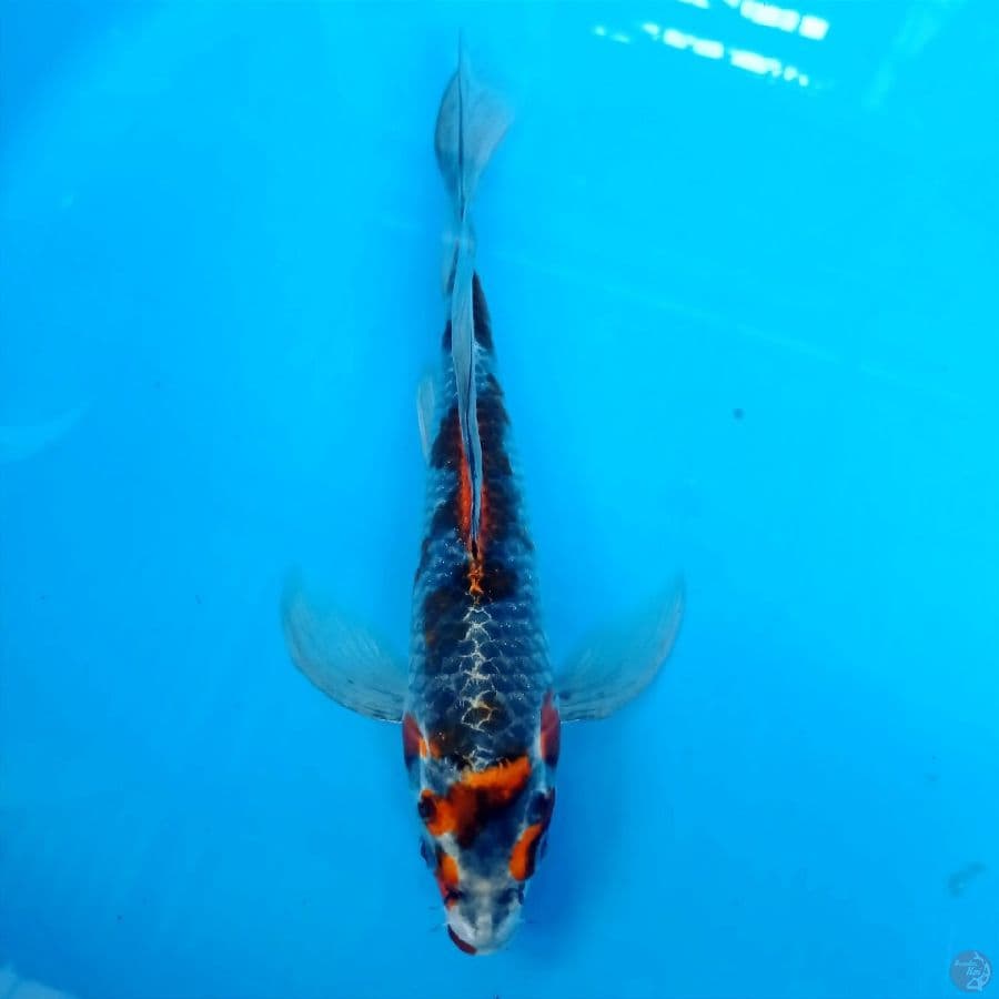 kumpay, 27 cm