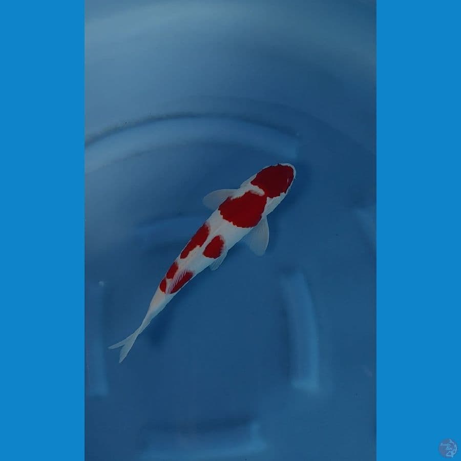 maruten kohaku 33cm male