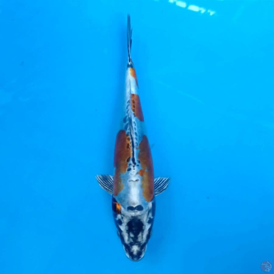 kikokuryu, 19 cm 