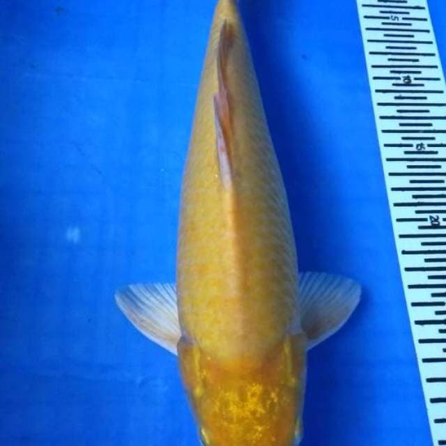 Kigoi jantan 35 cm