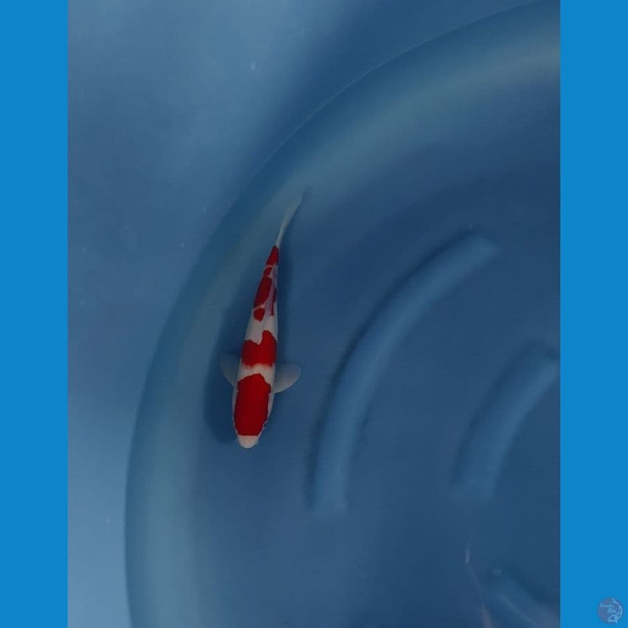 maruten kohaku 25cm