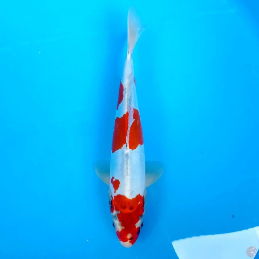 kikokuryu, 26 cm