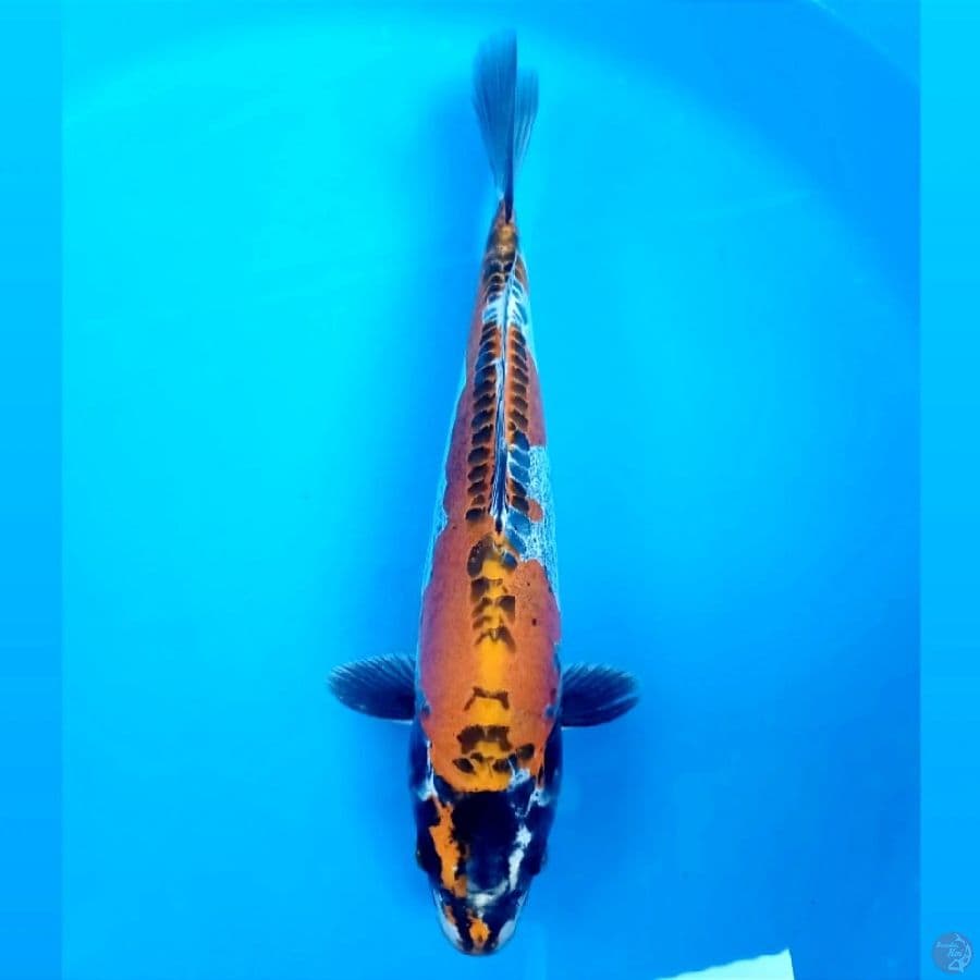 kikokuryu, 34 cm