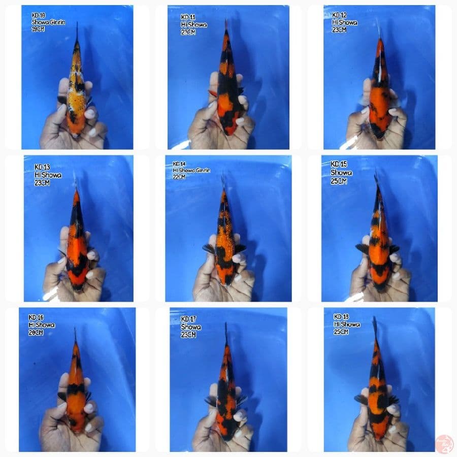 Paket 2 - 9 ekor