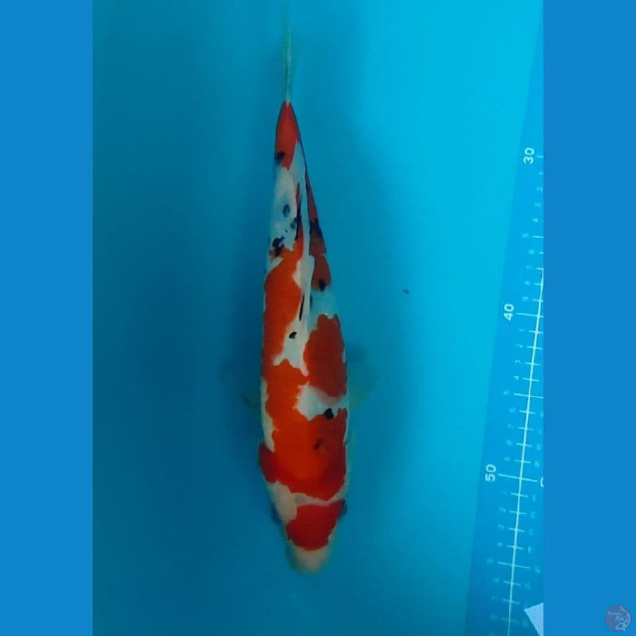 sanke maruten 31 cm