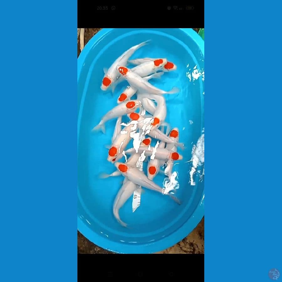 TANCO KOHAKU 30-35 CM 17 EKOR