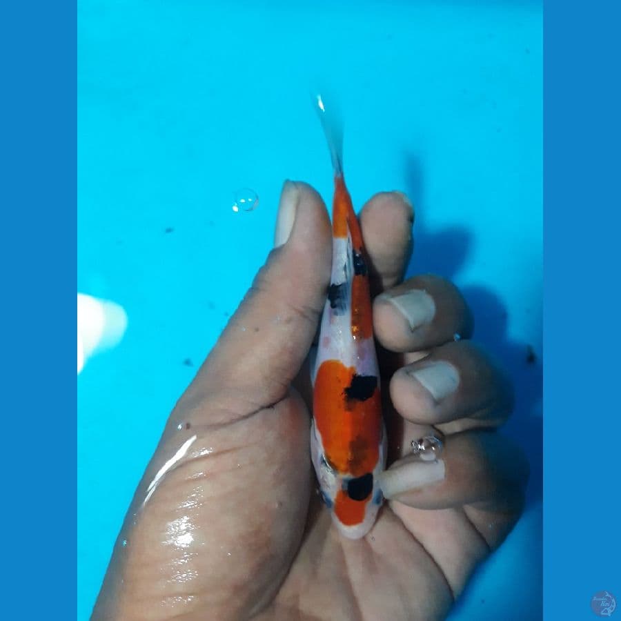 13cm bahan