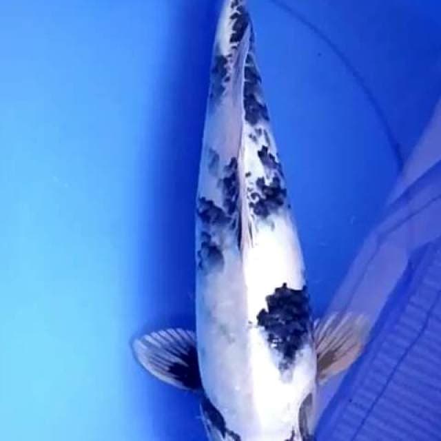 Gin Utsuri Jagoan Super 48 cm
