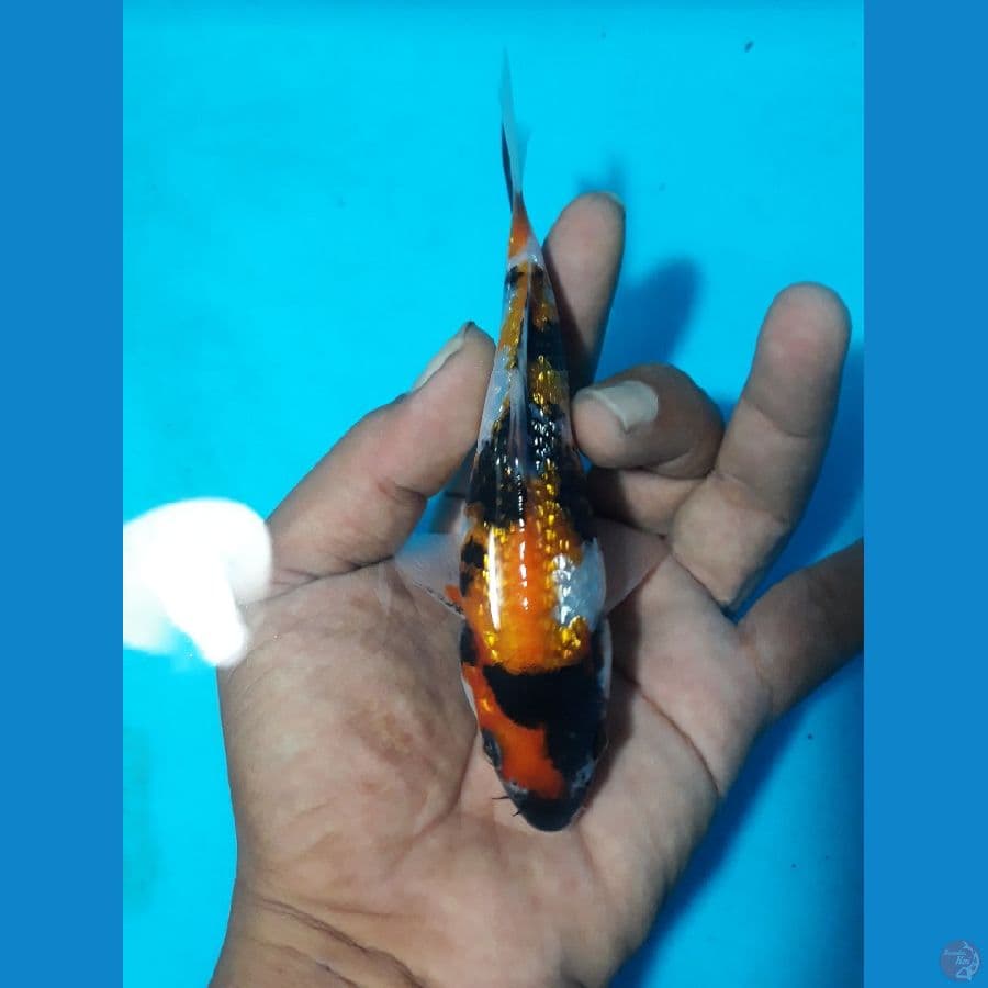 sQ sowa 14cm 