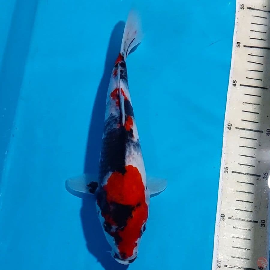 SHOWA 28 CM
