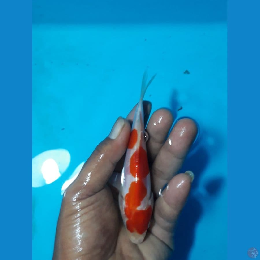 kohaku doit 14cm 