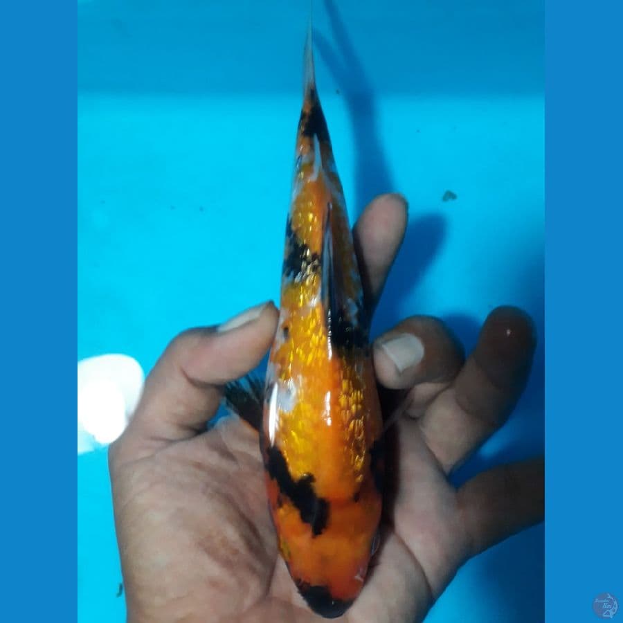 sowa gindrin 17cm
