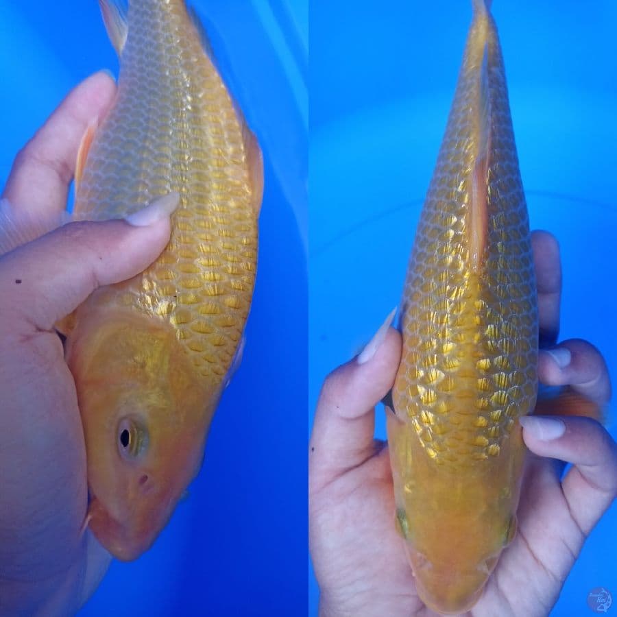 caramel ha punuk sz 26