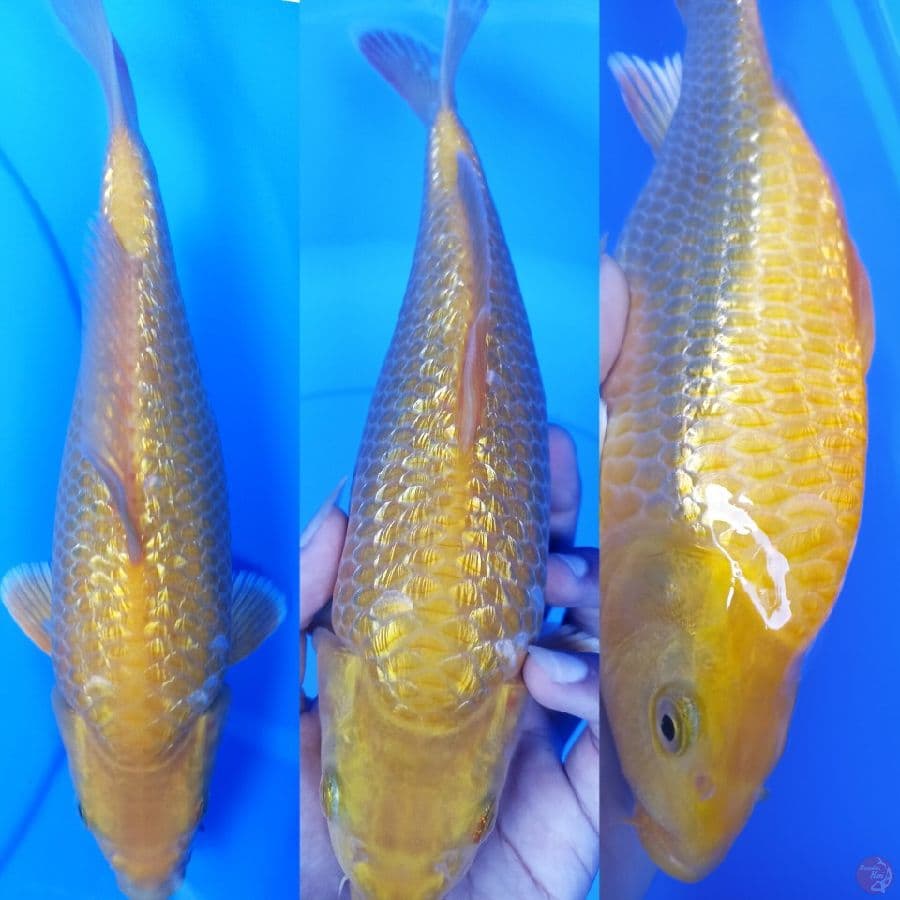 karasi baby face punuk sz 25