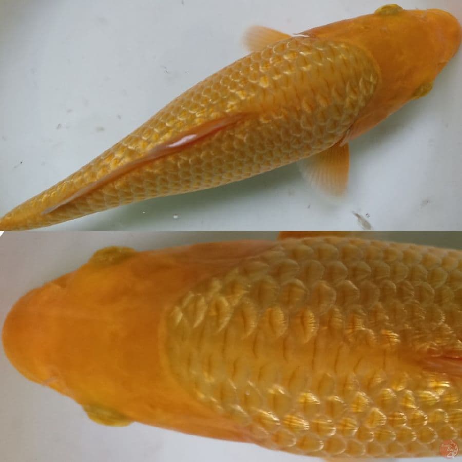 caramel sq sz 25