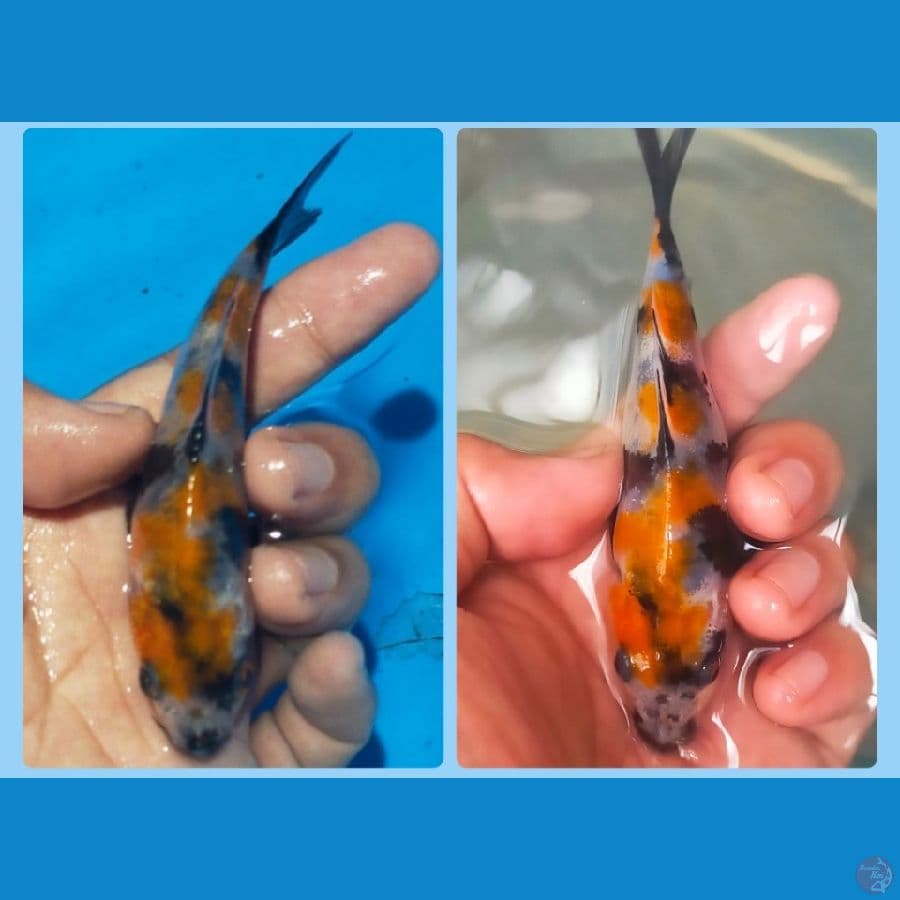 showa sansoku kualitas,size 15 cm