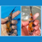 showa sansoku kualitas,size 15 cm