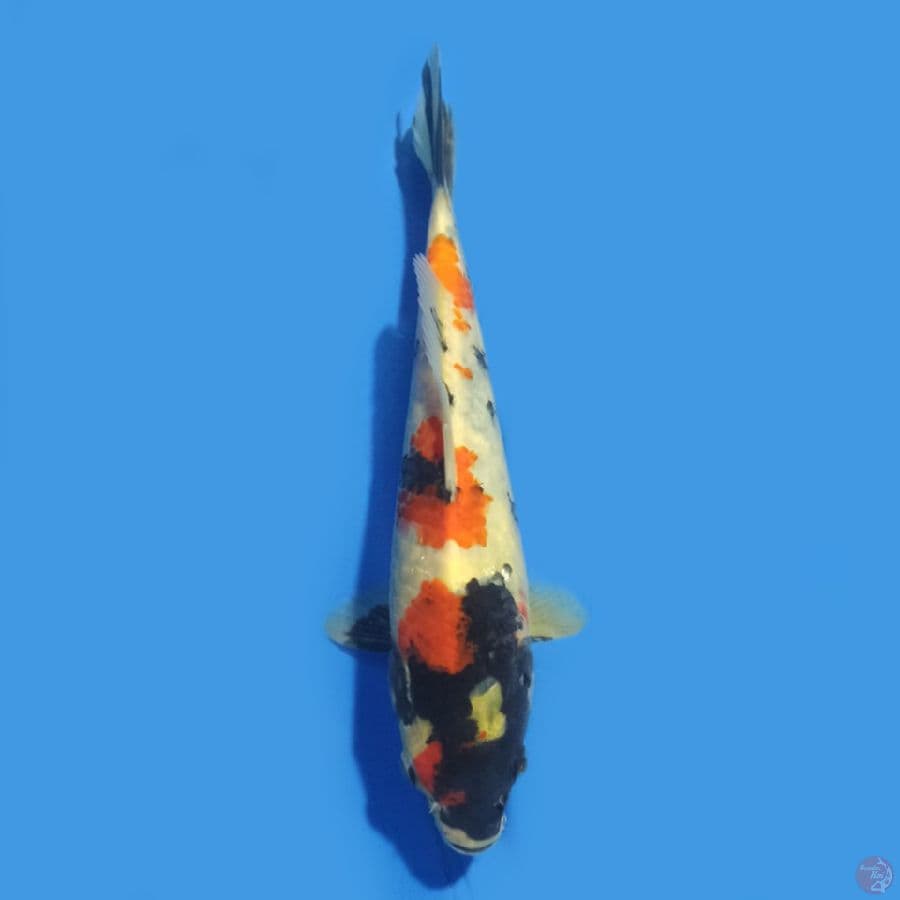Showa 21 cm