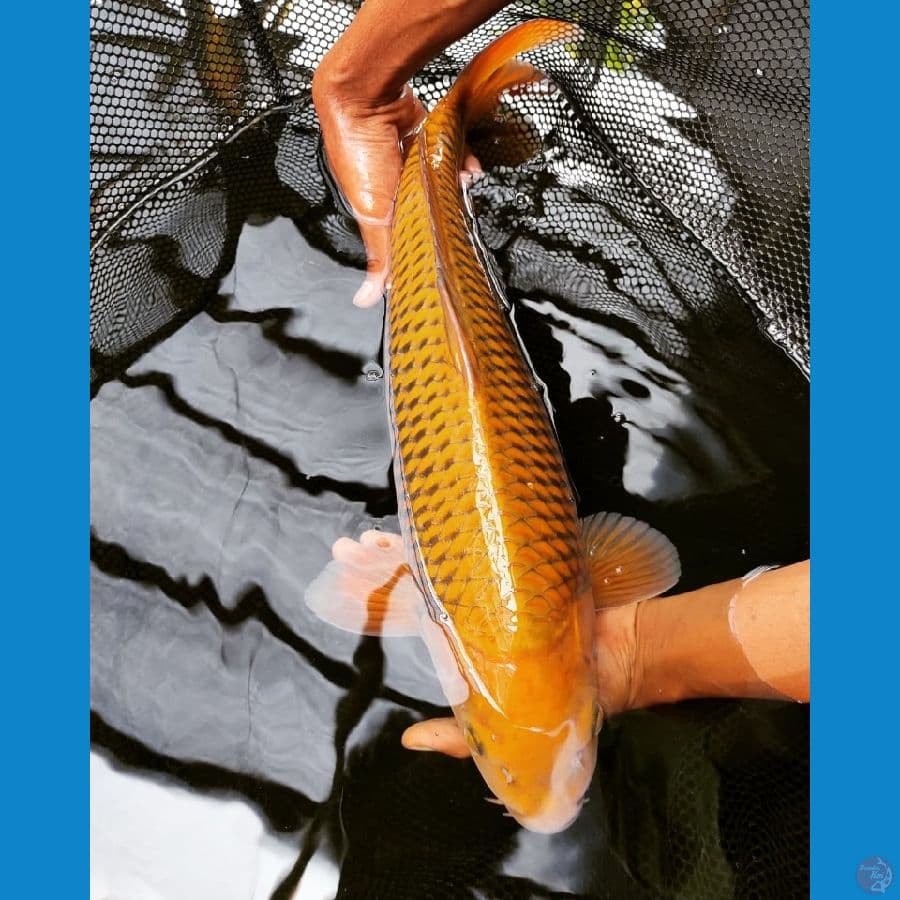 cagoi show quality 50 cm male