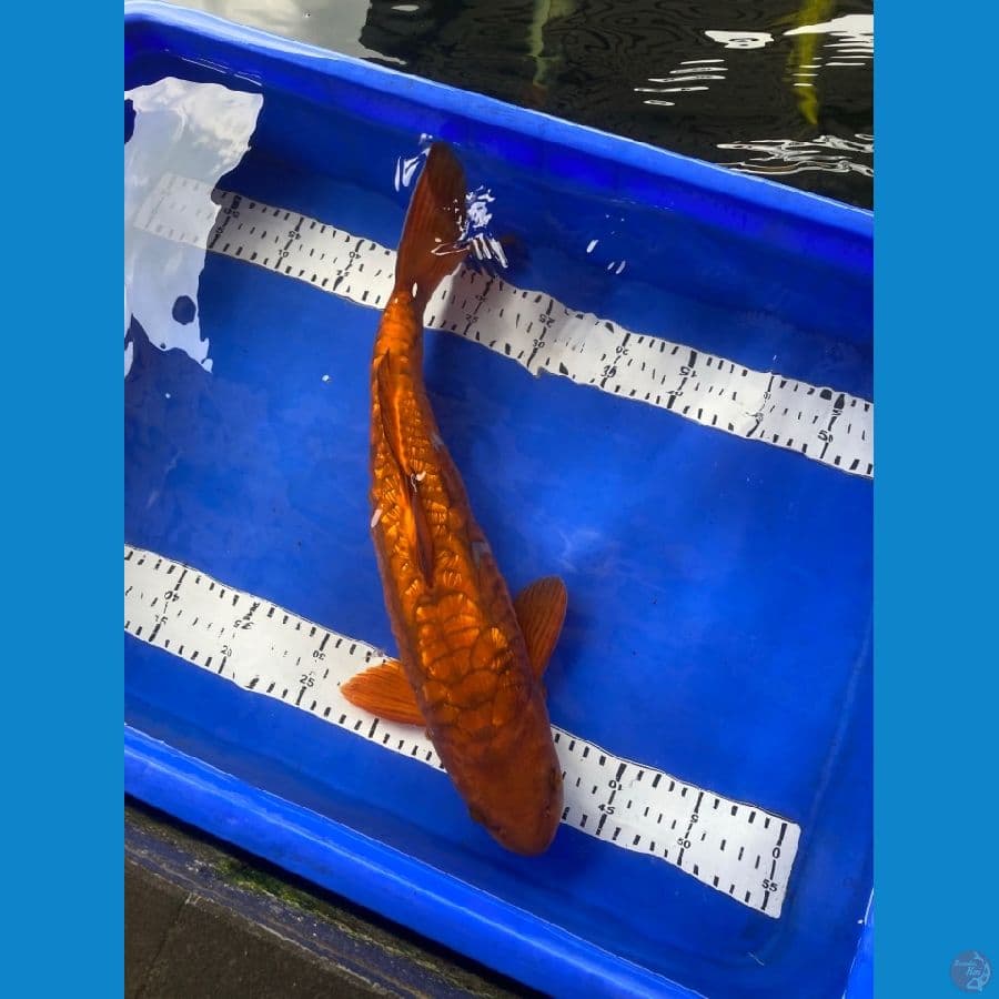 cagoi Aragoke 45 cm