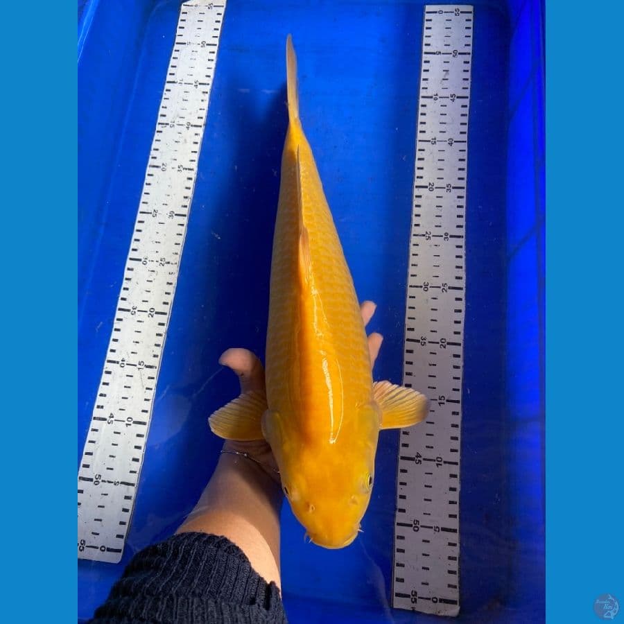 karasi punuk 44 cm