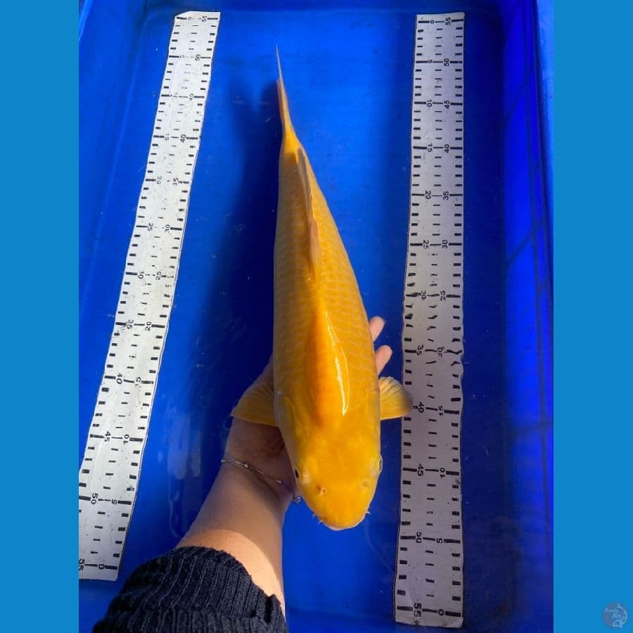 karasi punuk 44 cm