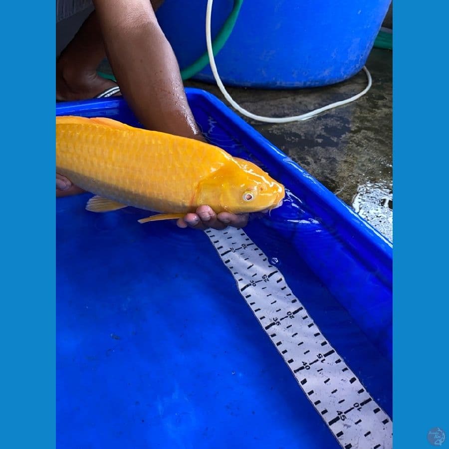 karasi punuk 44 cm