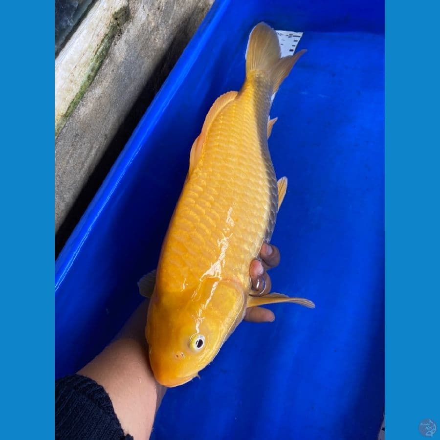 karasi punuk 44 cm