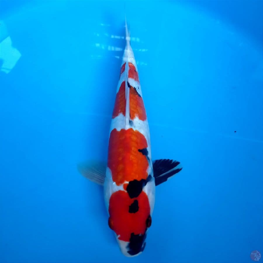 showa doitsu aragoke, 30 cm