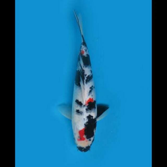 35cm Male - Kindai Showa 