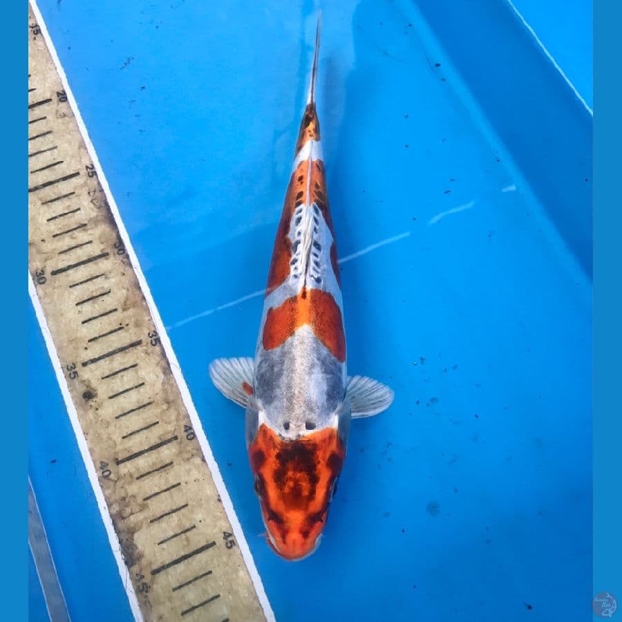 kiko 26cm