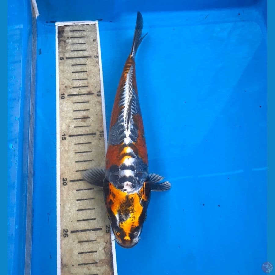 kiko klasik 25cm