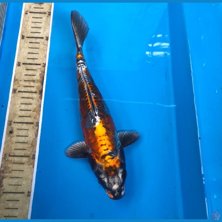 kiko klasik 28cm