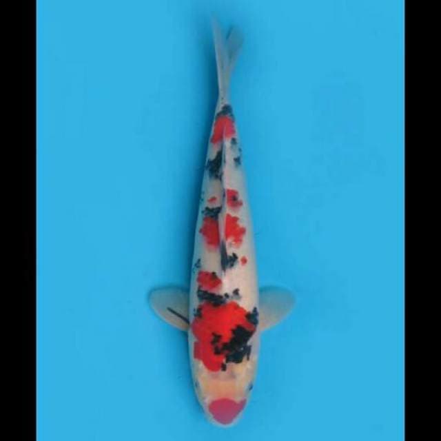 32cm Male - Red Sakura Sanke 
