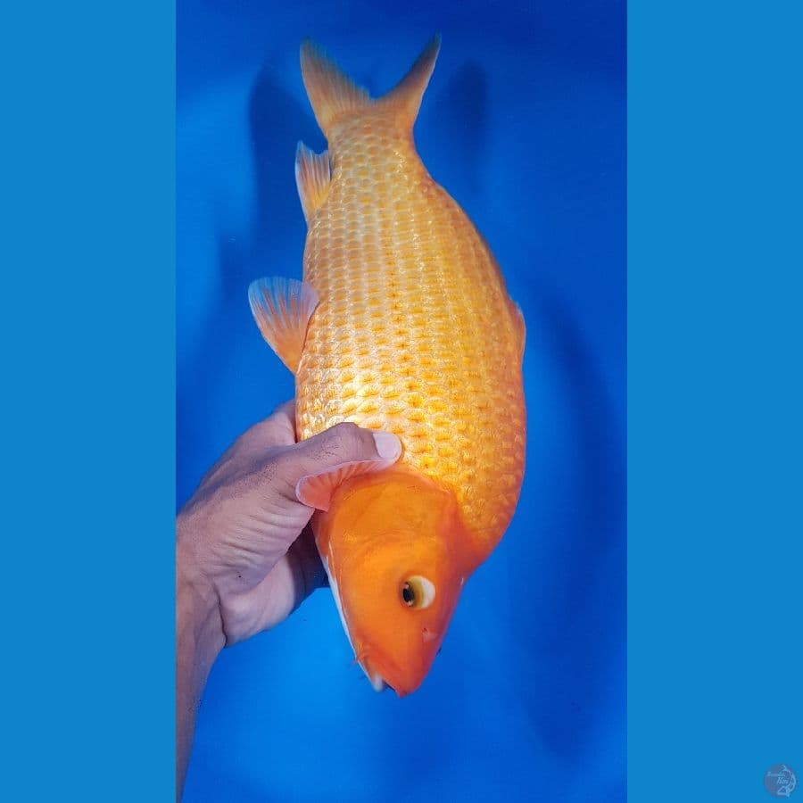 red 40cm punuk male