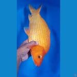 red 40cm punuk male
